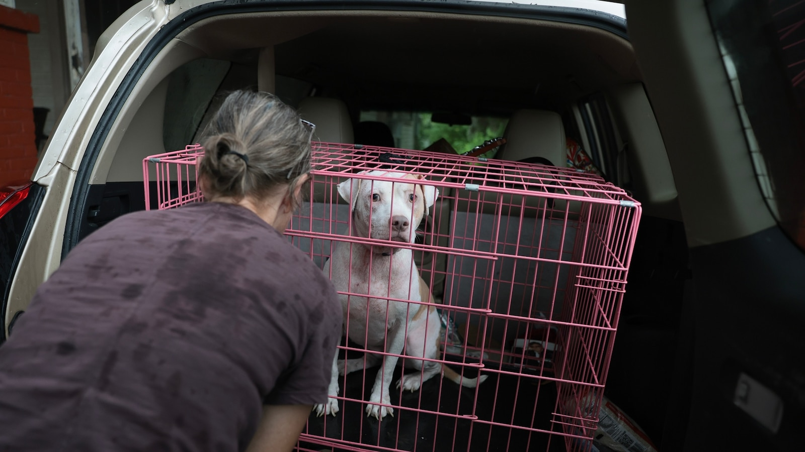 How to keeps pets safe ahead of Hurricane Isaias Image